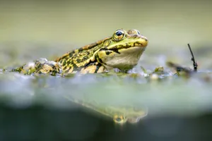 A serene close-up of a frog in the water showcasing nature and wildlife photography. jigsaw puzzle