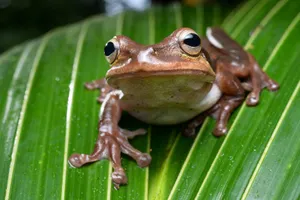 Detailed image of a frog resting on a leaf in the rainforest of Buenaventura, Colombia. jigsaw puzzle