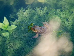 A detailed photograph of a frog perched on aquatic plants in a pond, showcasing its natural habitat. jigsaw puzzle