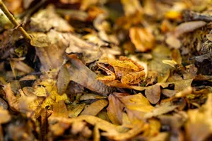 A frog blends into brown autumn leaves in a natural outdoor setting. jigsaw puzzle