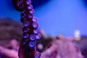 Detailed close-up of an octopus tentacle with vivid colors and textures. jigsaw puzzle