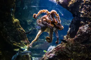Vibrant octopus swims gracefully in Barcelona aquarium, showcasing marine life. jigsaw puzzle