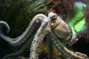 Close-up photo of an octopus in its aquatic environment showing detailed textures. jigsaw puzzle