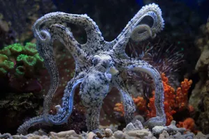 Beautiful octopus showcasing intricate patterns and vibrant coral in an aquarium setting. jigsaw puzzle