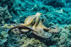 Close-up of an octopus in its natural underwater habitat displaying intricate textures and colors. jigsaw puzzle