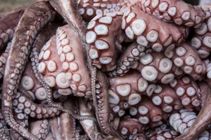 Detailed close-up of octopus tentacles highlighting texture and pattern jigsaw puzzle