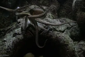Captivating image of an octopus exploring its rocky underwater environment. jigsaw puzzle