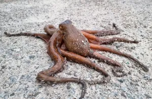 A close-up of a common octopus (Octopus vulgaris) on the sandy shoreline in Barcelona. jigsaw puzzle