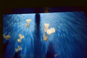 Captivating underwater photography of jellyfish in the Genova Aquarium. Experience the serene sea life. jigsaw puzzle