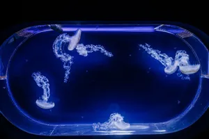 A stunning top view of jellyfish swimming gracefully in a blue-lit aquarium tank, creating a mesmerizing visual display. jigsaw puzzle