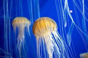 Beautiful jellyfish with long tentacles swimming in a Georgia aquarium. jigsaw puzzle