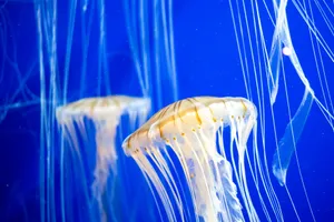 Close-up of elegant jellyfish swimming in a vibrant blue aquarium in Georgia, USA. jigsaw puzzle