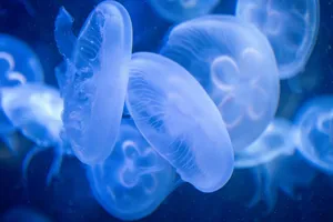 A mesmerizing view of glowing jellyfish in a serene underwater ocean setting, showcasing bioluminescence. jigsaw puzzle