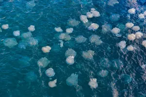 Aerial photo of numerous jellyfish floating in clear ocean waters, showcasing marine life. jigsaw puzzle