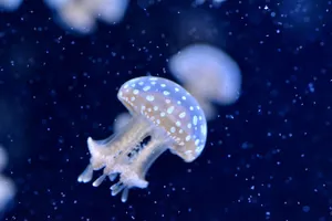 A stunning close-up of a spotted jellyfish, highlighting its translucent body and delicate spots, captured underwater. jigsaw puzzle