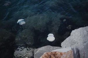 Peaceful scene of jellyfish floating near a rocky coastline, showcasing marine beauty and tranquility. jigsaw puzzle