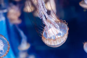 A captivating close-up of a jellyfish with visible tentacles in an aquarium setting. jigsaw puzzle