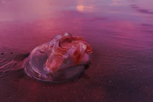 A mesmerizing close-up of a jellyfish on a pink shoreline during sunset, showcasing natural beauty. jigsaw puzzle