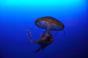 Close-up of a jellyfish gracefully floating underwater, showcasing its tentacles in the deep blue ocean. jigsaw puzzle