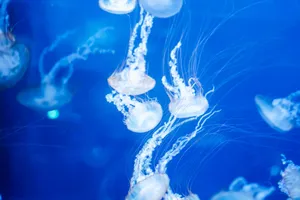 Mesmerizing jellyfish swimming gracefully with delicate tentacles in a vibrant blue ocean. jigsaw puzzle
