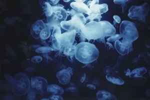 Captivating close-up of illuminated jellyfish in Berlin, showcasing their ethereal glow underwater. jigsaw puzzle