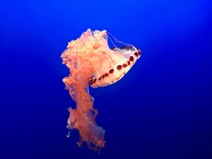 A stunning jellyfish gracefully floats against a deep blue ocean background. jigsaw puzzle