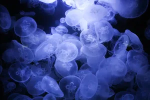 Discover the enchanting world of moon jellyfish with this captivating underwater image. jigsaw puzzle