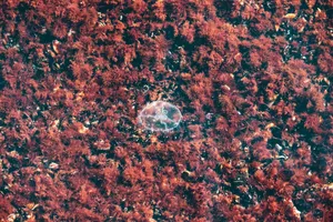 Transparent jellyfish floats over vibrant red seaweed in clear water, showcasing marine life. jigsaw puzzle