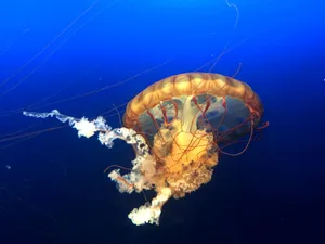 Vibrant jellyfish gracefully flowing with long tentacles in a deep blue underwater setting. jigsaw puzzle
