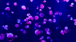 Vibrant jellyfish illuminated in a glowing aquarium display in Beijing, China. jigsaw puzzle