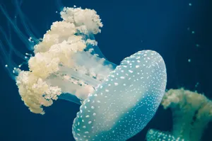 A serene close-up shot of a jellyfish gliding gracefully underwater. jigsaw puzzle