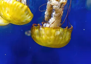 A stunning yellow jellyfish floats gracefully against a vibrant blue background, showcasing sea life beauty. jigsaw puzzle