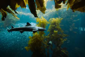 An underwater scene featuring a shark gracefully swimming through a kelp forest with fish. jigsaw puzzle