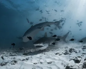 Stunning underwater shot of tiger sharks swimming among fish in the ocean depths. jigsaw puzzle