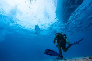 Diver explores underwater world with sharks in Maldives' clear blue waters. jigsaw puzzle