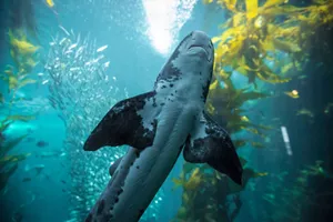 A leopard shark gracefully swimming through vibrant ocean waters surrounded by kelp. jigsaw puzzle