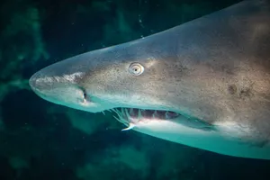 Dramatic close-up of a shark swimming in the ocean, showcasing its sharp teeth. jigsaw puzzle