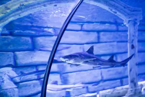 A shark gracefully swims in the tunnel of Antalya Aquarium, captured through clear glass. jigsaw puzzle