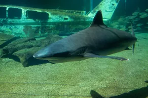 Close-up of a tiger shark swimming in an aquarium with a sunken airplane in the background. jigsaw puzzle