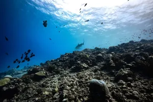 Captivating underwater scene featuring a shark swimming near a vivid coral reef in Fuvahmulah, Maldives. jigsaw puzzle