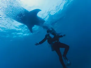 From below of anonymous diver in wetsuit and fins with oxygen tank swimming next to big shark underwater in ocean jigsaw puzzle