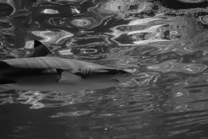 A detailed grayscale capture of a blacktip reef shark swimming gracefully underwater. jigsaw puzzle
