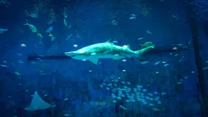 A vibrant underwater scene featuring a shark and various fish in a Beijing aquarium. jigsaw puzzle