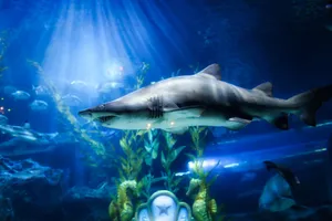 Close-up of a shark in a vibrant underwater setting with rays of light in a Bangkok aquarium. jigsaw puzzle