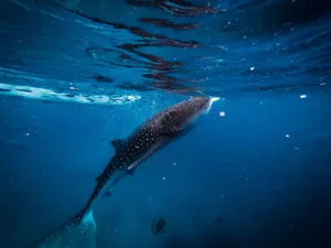 Captivating image of a whale shark swimming gracefully in the deep blue waters of Cebu. jigsaw puzzle