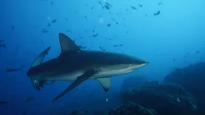 A vivid underwater close-up of a shark swimming in the Galápagos Islands' marine haven. jigsaw puzzle