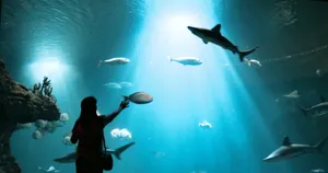 Silhouette of a person observing various fish and sharks in an aquarium with dramatic lighting. jigsaw puzzle