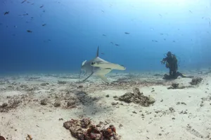 A stunning underwater encounter with a hammerhead shark and a scuba diver in the Galápagos Islands. jigsaw puzzle