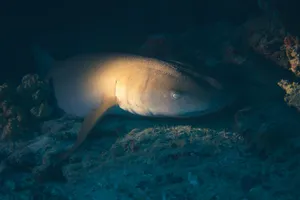 An underwater shot of a nurse shark resting on the ocean floor in a coral reef. jigsaw puzzle