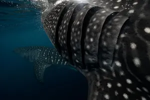 Majestic whale sharks swimming gracefully in ocean depths. Stunning underwater scene. jigsaw puzzle
